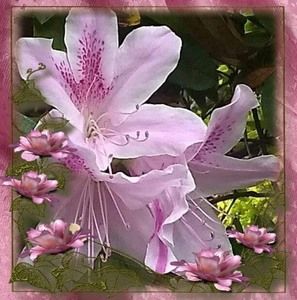 Meet your Posher, Adriana